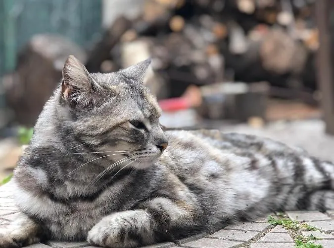 Villino Elda Oda ve Kahvaltı