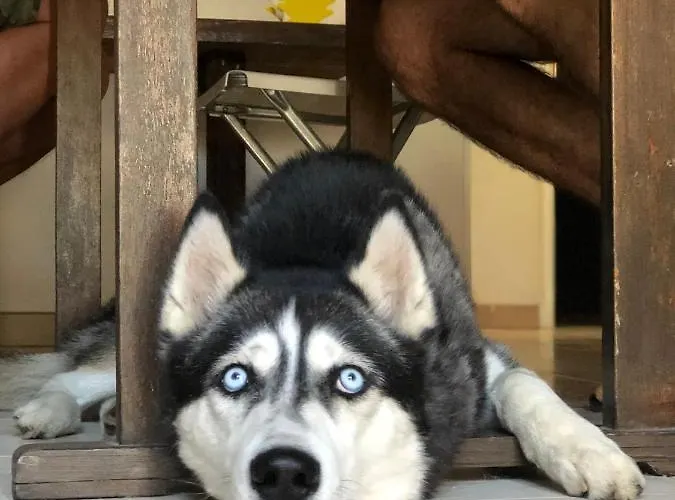 Oda ve Kahvaltı Villino Elda *