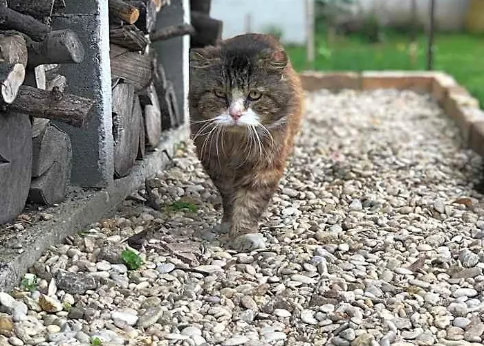 Oda ve Kahvaltı Villino Elda Roma